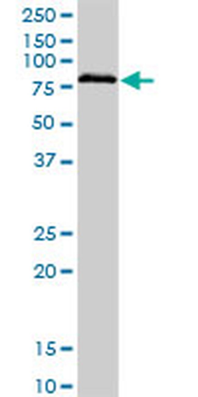 BRD3 Antibody in Western Blot (WB)