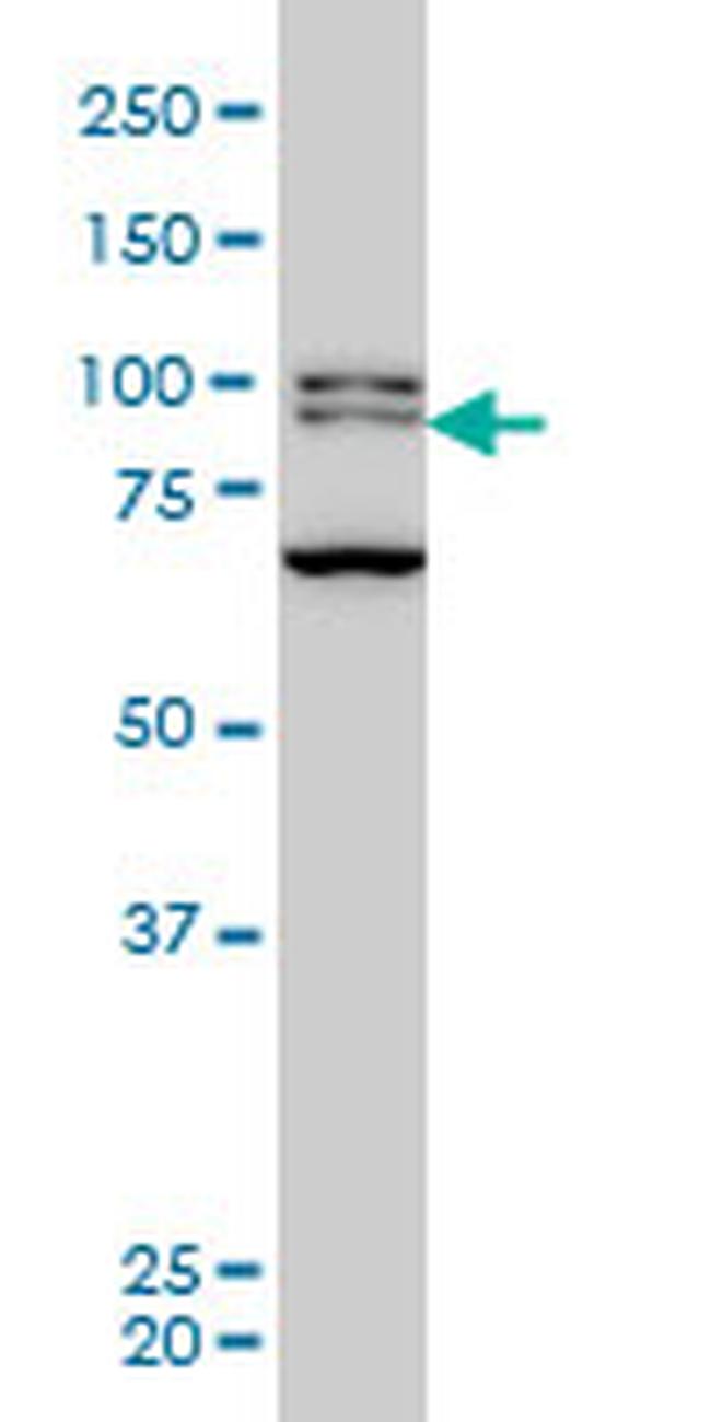 BRD3 Antibody in Western Blot (WB)