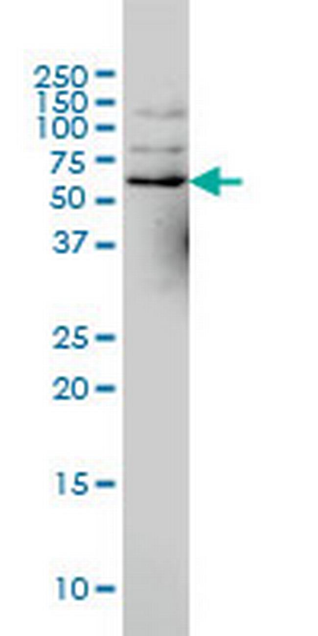 NCOA4 Antibody in Western Blot (WB)