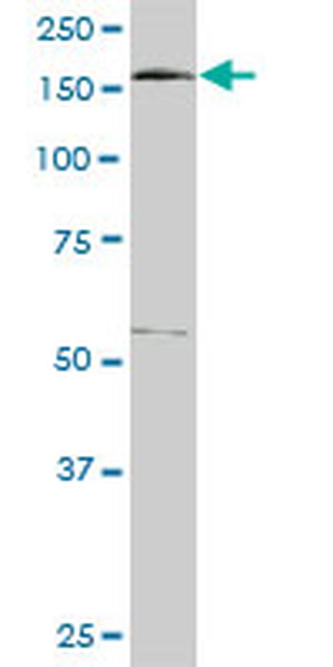 EEA1 Antibody in Western Blot (WB)