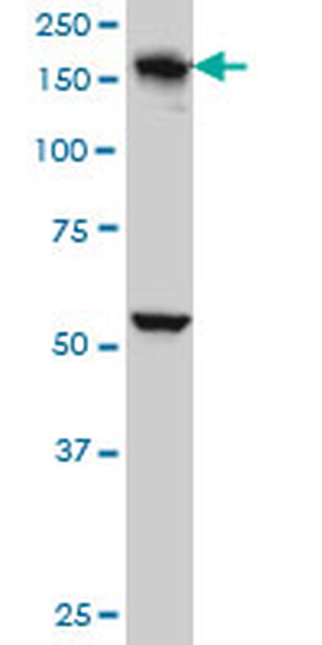 EEA1 Antibody in Western Blot (WB)