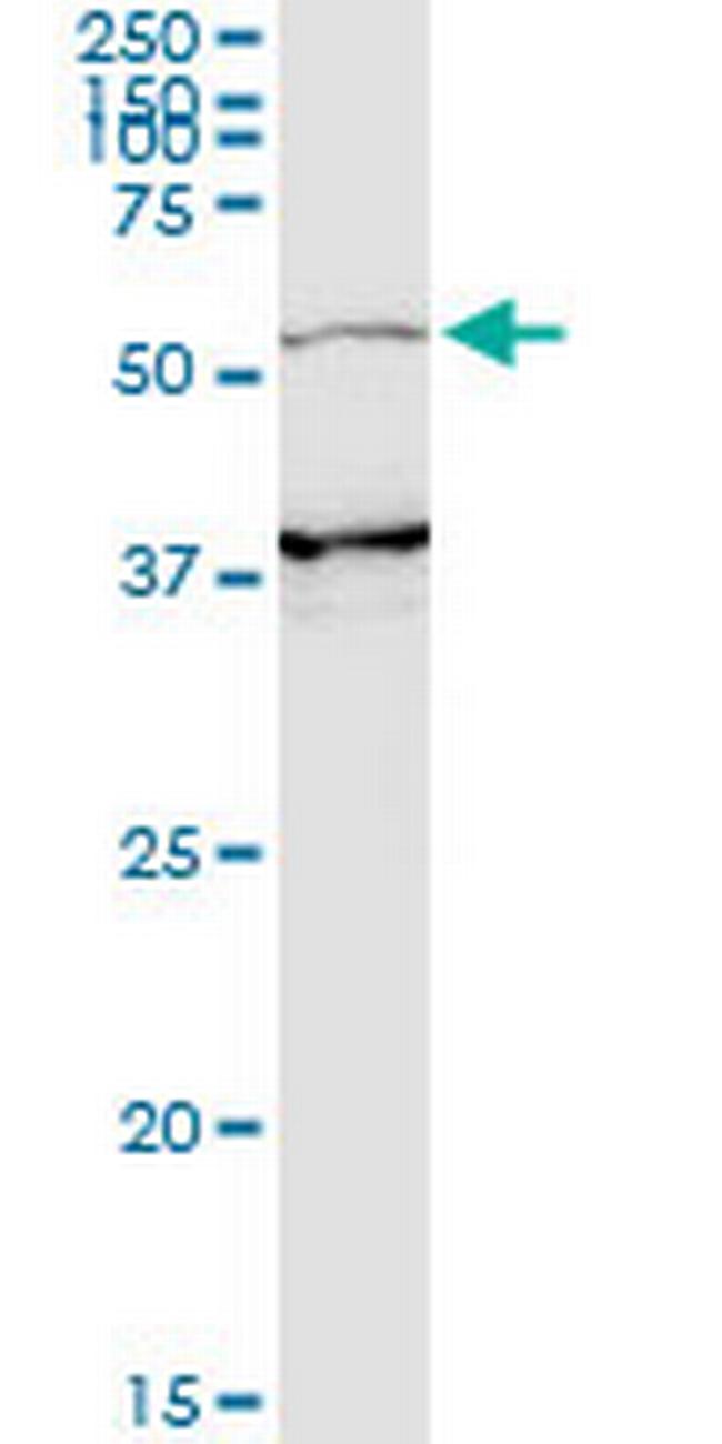 PIK3R3 Antibody in Western Blot (WB)