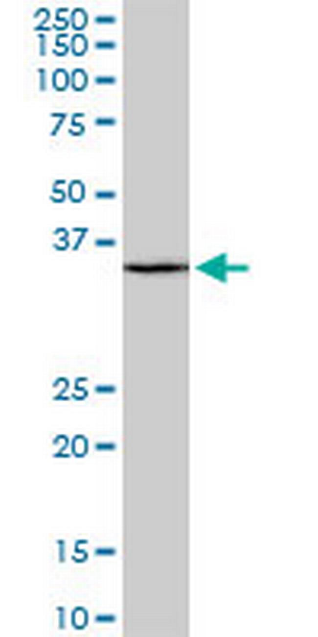 SFRS9 Antibody in Western Blot (WB)