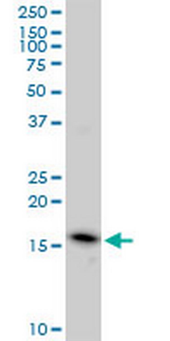 EDF1 Antibody in Western Blot (WB)