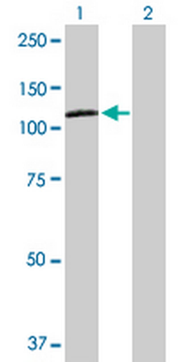 NRP2 Antibody in Western Blot (WB)