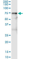 VNN1 Antibody in Immunoprecipitation (IP)