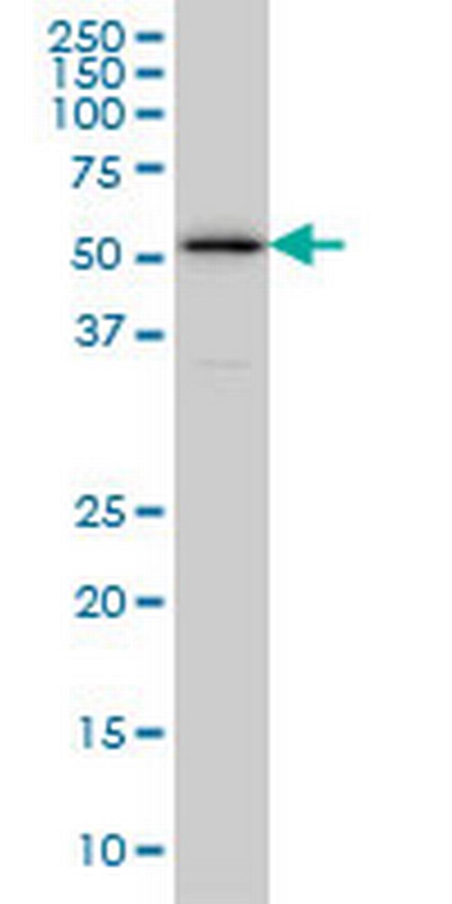 ZNF259 Antibody in Western Blot (WB)