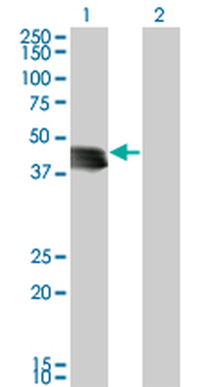 GENX-3414 Antibody in Western Blot (WB)