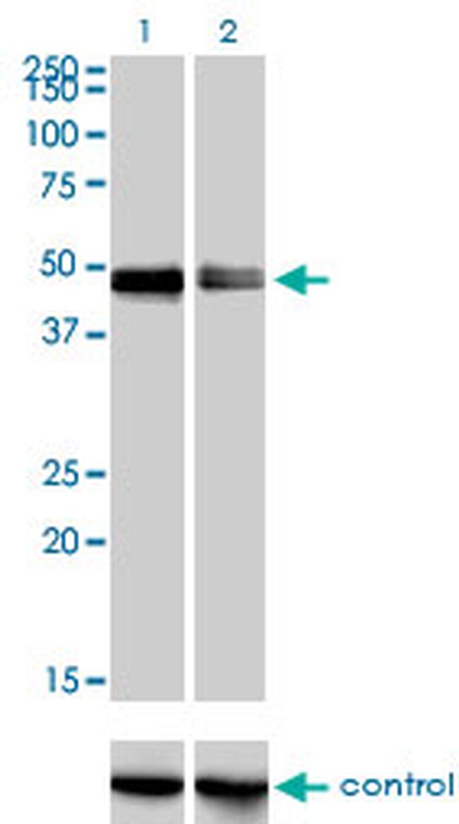 CRLF1 Antibody in Western Blot (WB)