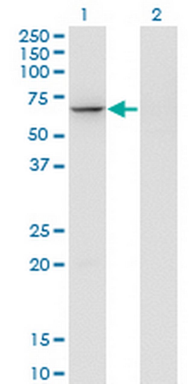 GTF3C5 Antibody in Western Blot (WB)