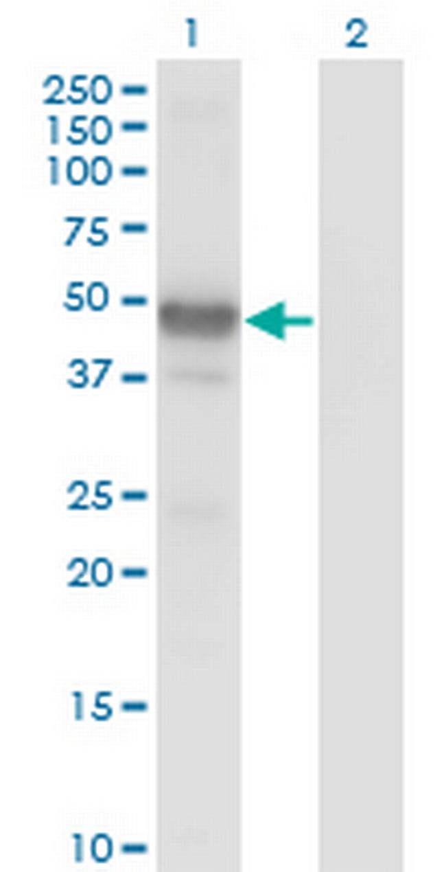 LHX2 Antibody in Western Blot (WB)