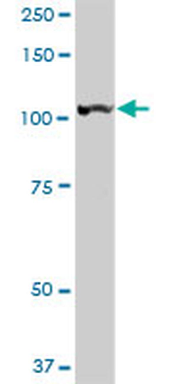 LONP1 Antibody in Western Blot (WB)