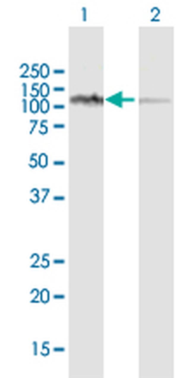 LONP1 Antibody in Western Blot (WB)