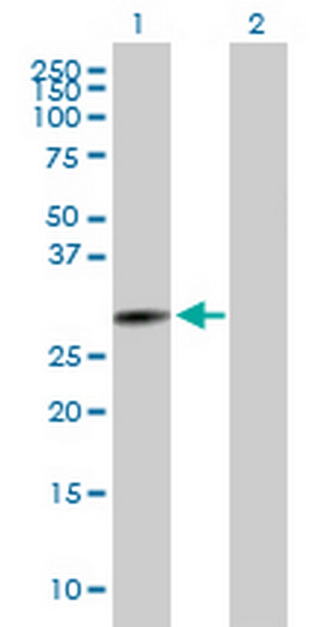 IER2 Antibody in Western Blot (WB)