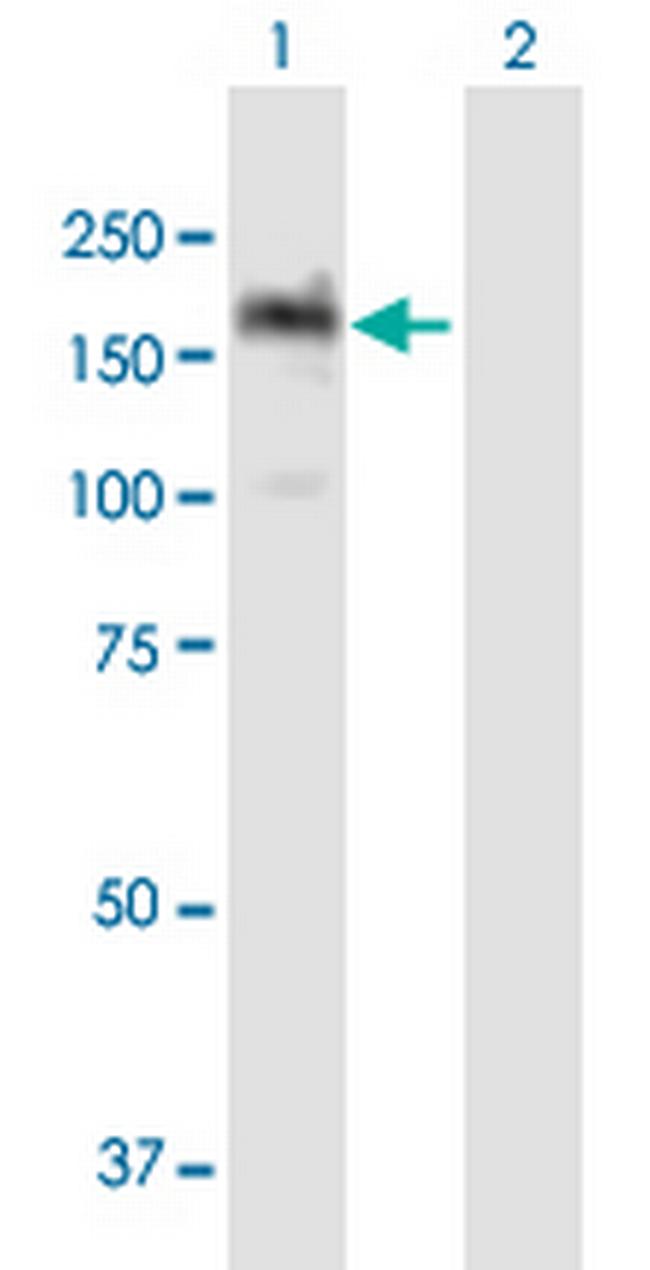 PITPNM1 Antibody in Western Blot (WB)