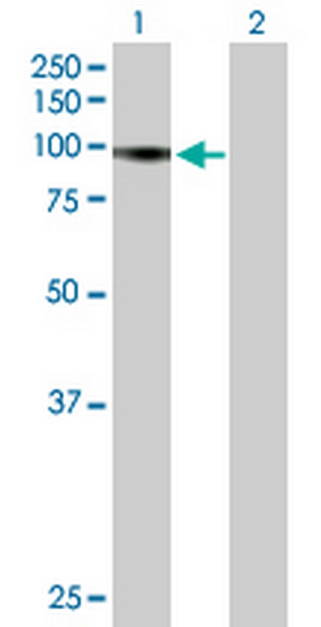 RIN1 Antibody in Western Blot (WB)