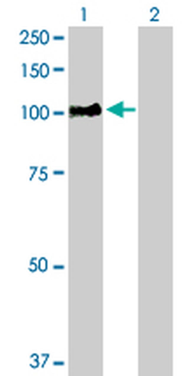 RIN1 Antibody in Western Blot (WB)