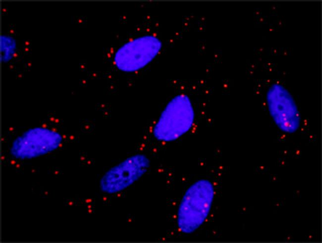 TRAF4 Antibody in Proximity Ligation Assay (PLA) (PLA)