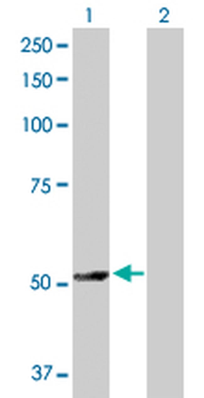 TRAF4 Antibody in Western Blot (WB)