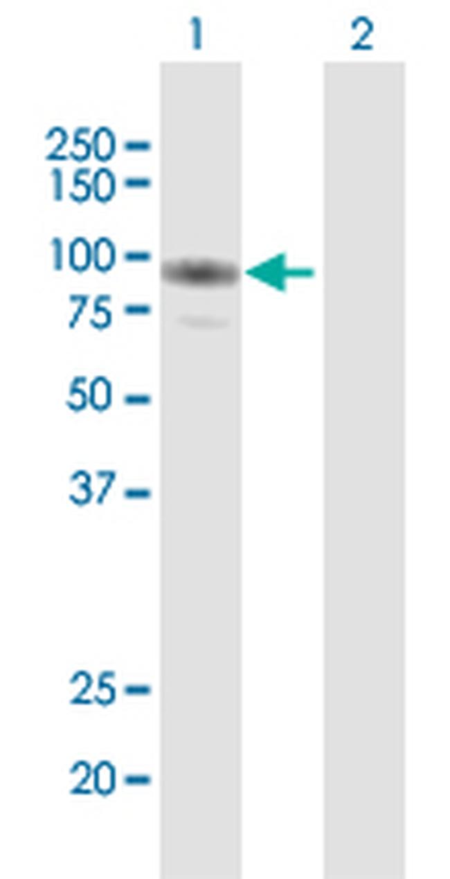 GAB2 Antibody in Western Blot (WB)