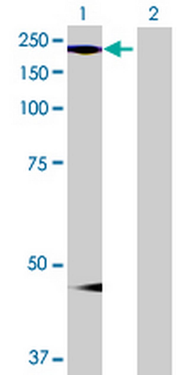 SETDB1 Antibody in Western Blot (WB)