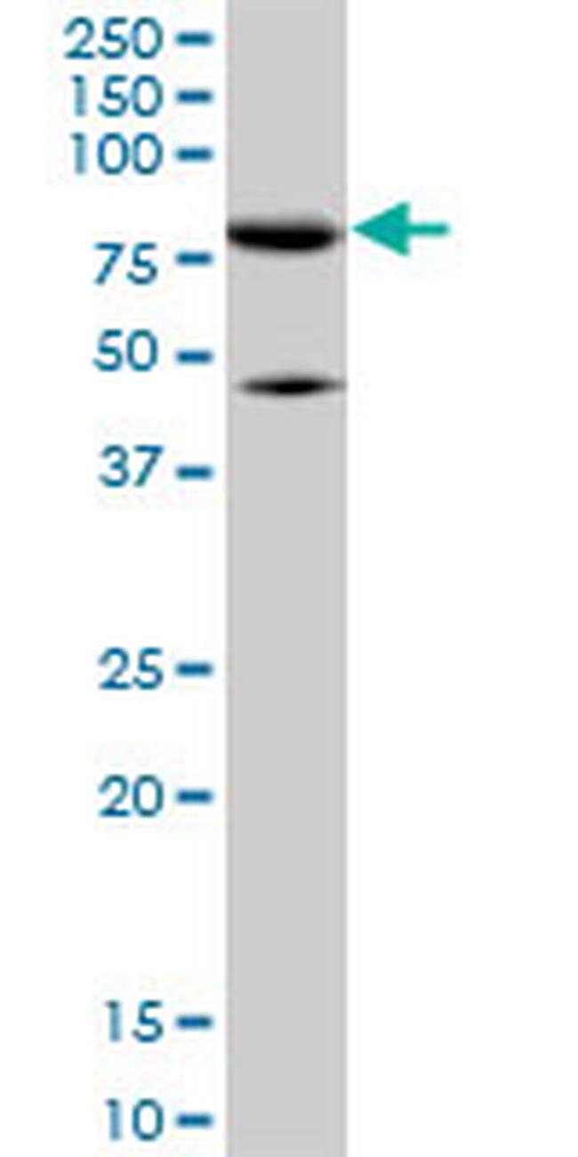 MFN2 Antibody in Western Blot (WB)