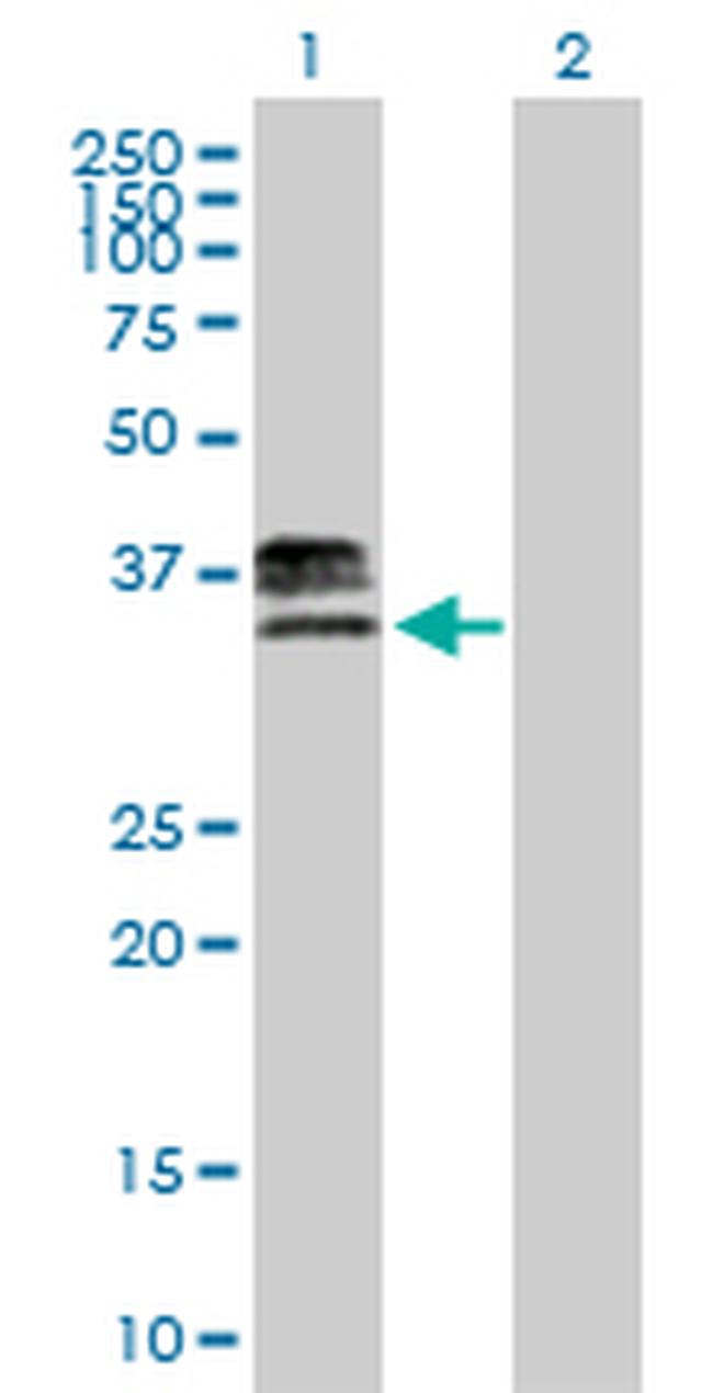 HS3ST1 Antibody in Western Blot (WB)