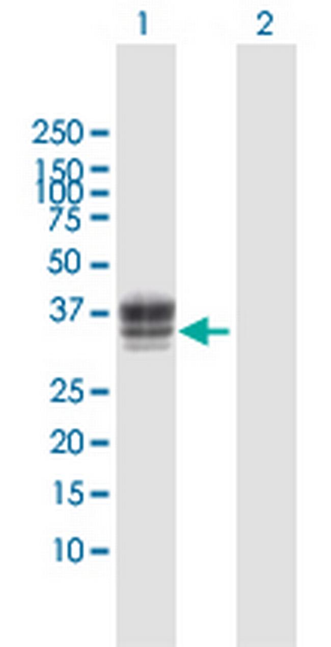 HS3ST1 Antibody in Western Blot (WB)