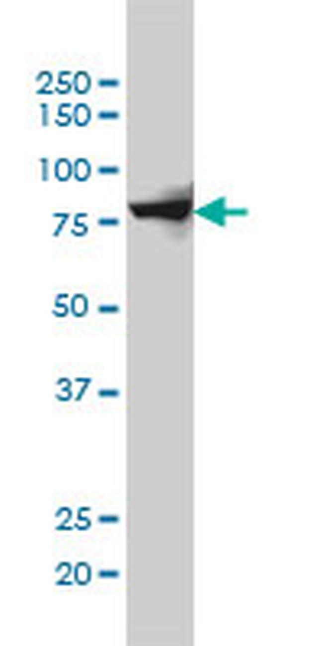 SH2D3C Antibody in Western Blot (WB)