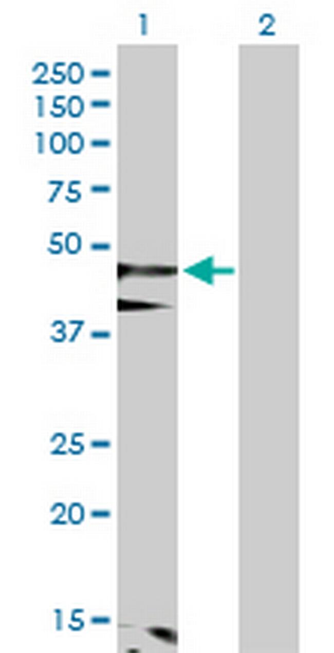 FLOT1 Antibody in Western Blot (WB)