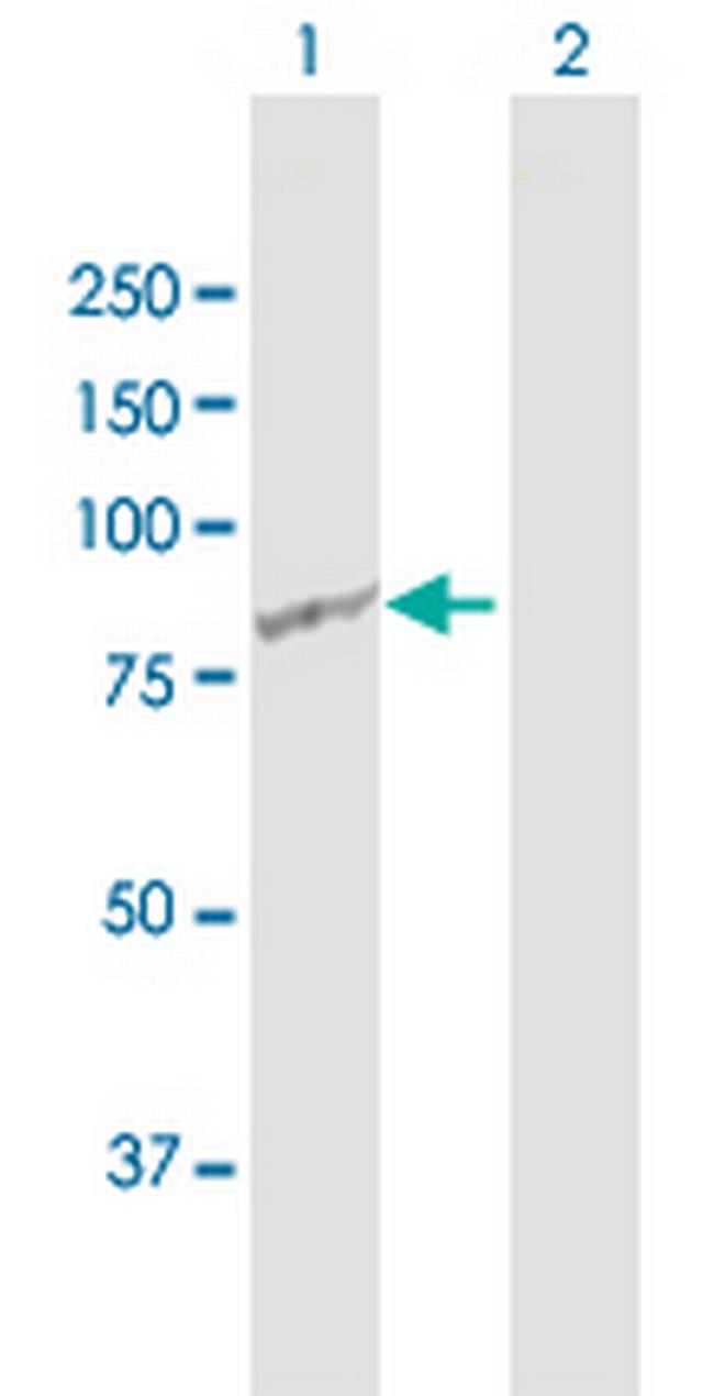 RASGRP2 Antibody in Western Blot (WB)