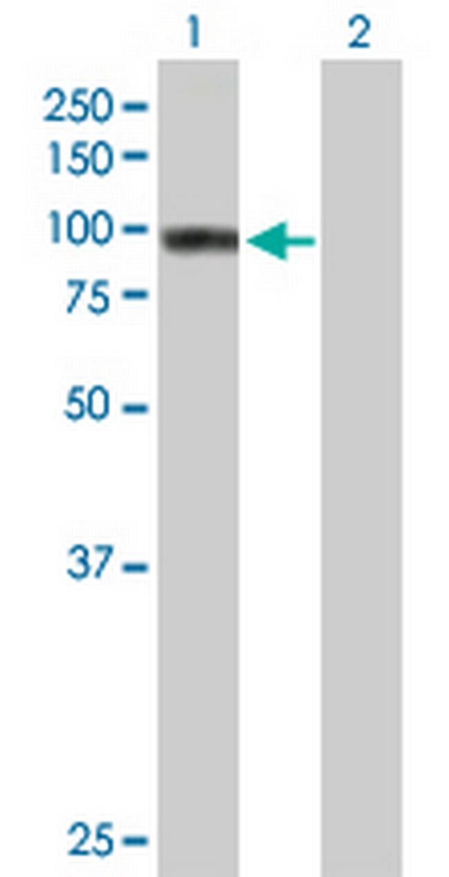 TNIP1 Antibody in Western Blot (WB)