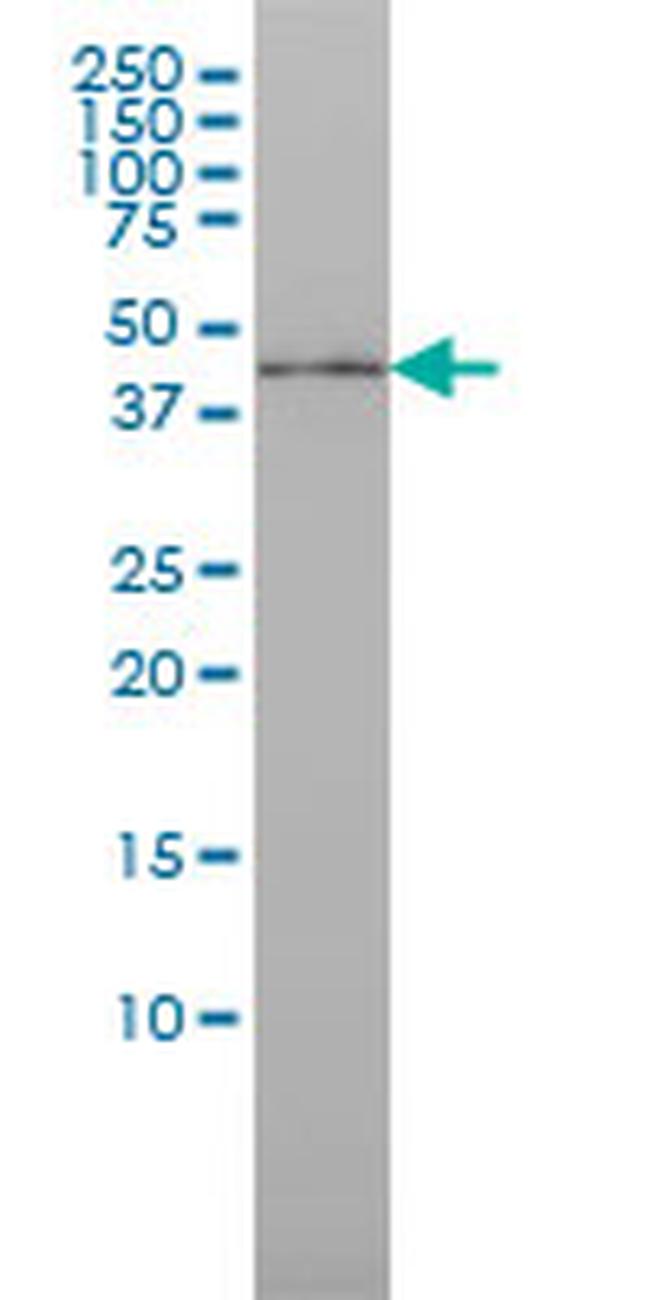 ISGF3G Antibody in Western Blot (WB)