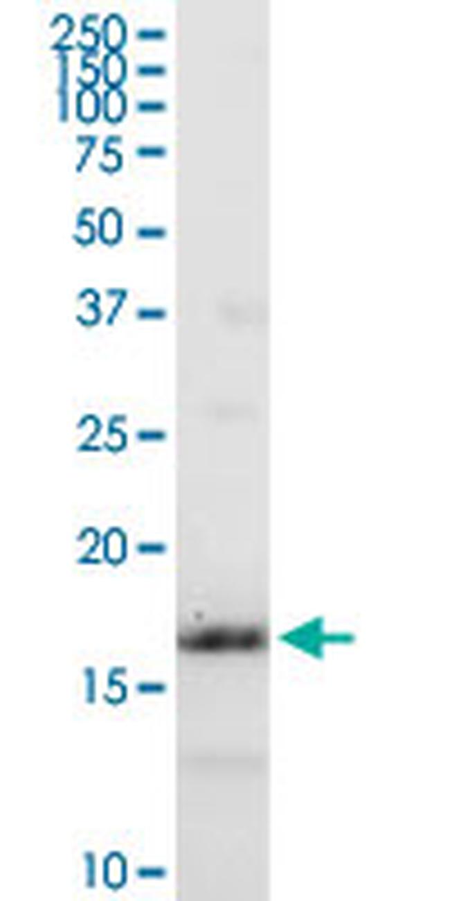 IFITM3 Antibody in Western Blot (WB)