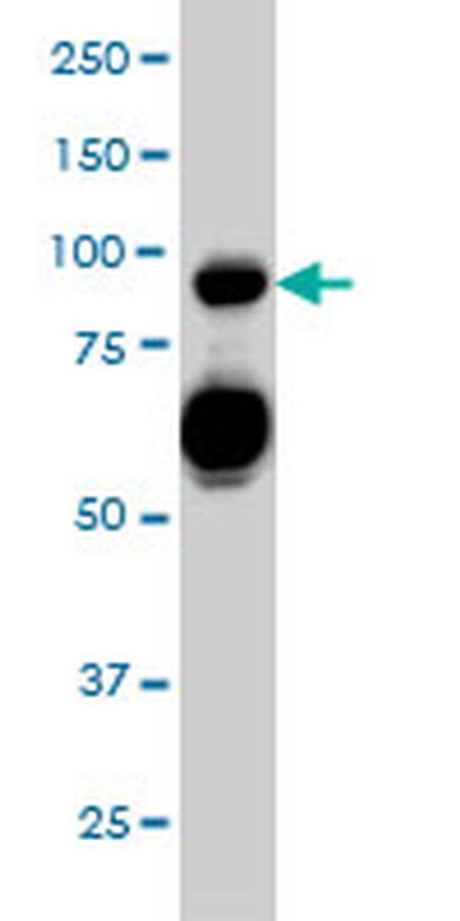 SEMA4D Antibody in Western Blot (WB)