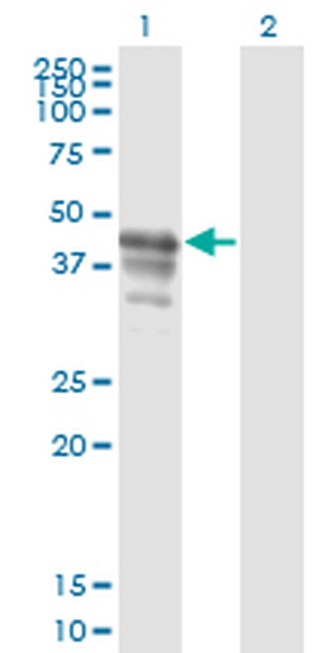 PAIP1 Antibody in Western Blot (WB)