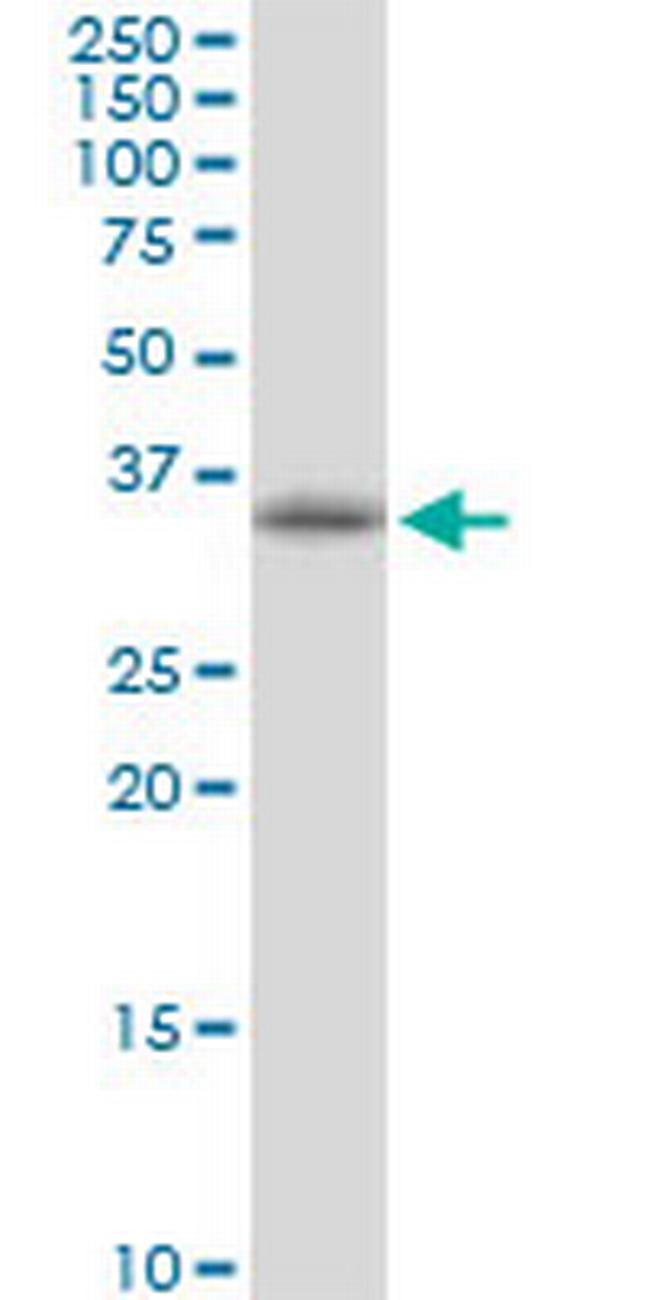 POLR3F Antibody in Western Blot (WB)