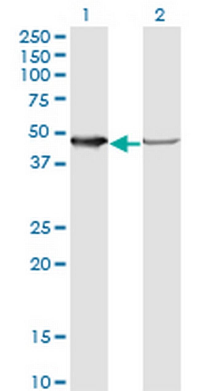 NUDC Antibody in Western Blot (WB)