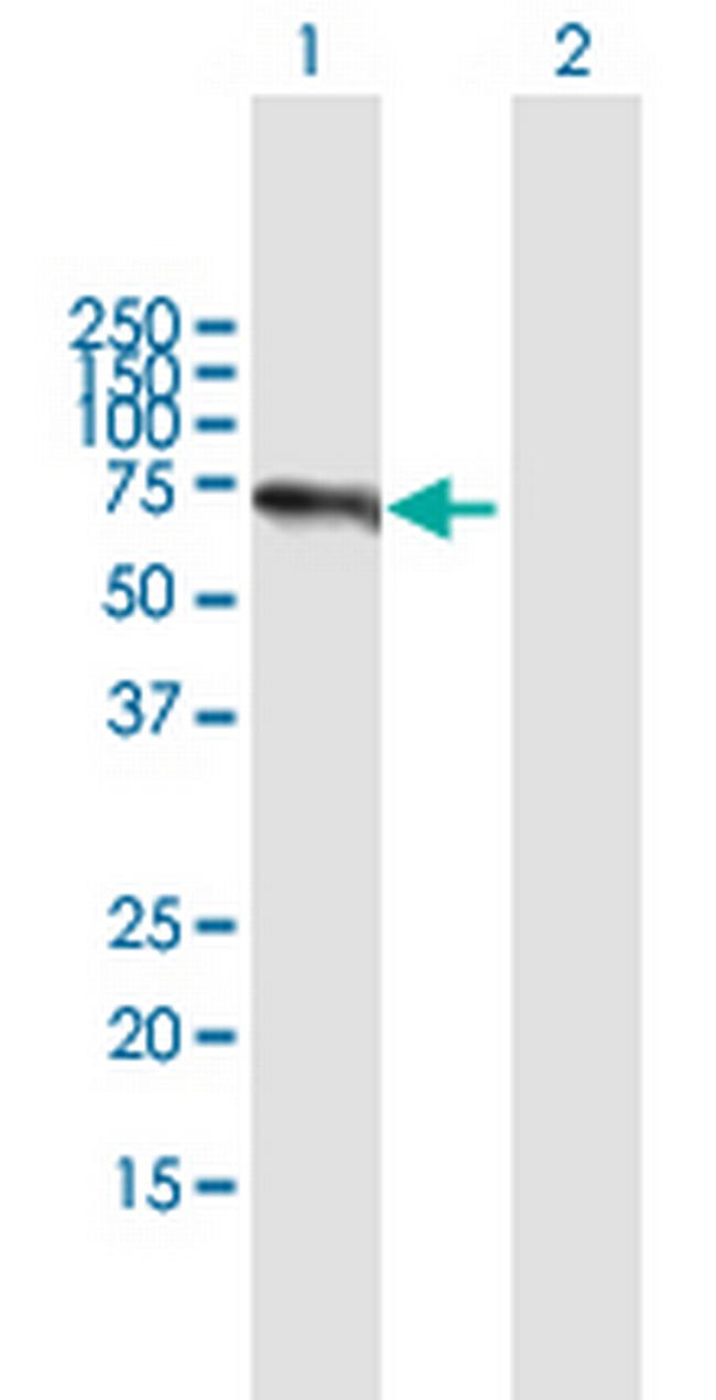 TRAF3IP2 Antibody in Western Blot (WB)