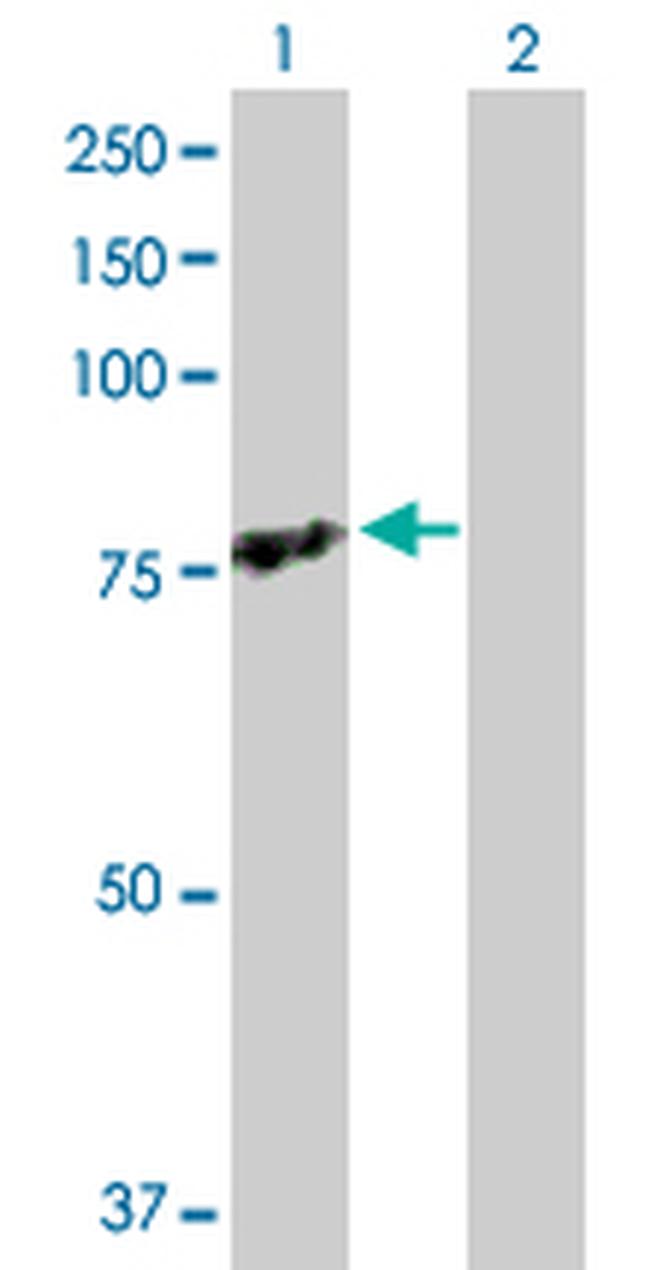 TRAF3IP2 Antibody in Western Blot (WB)