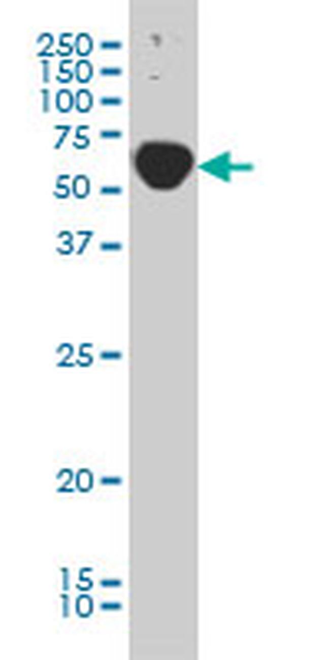 TRAF3IP2 Antibody in Western Blot (WB)