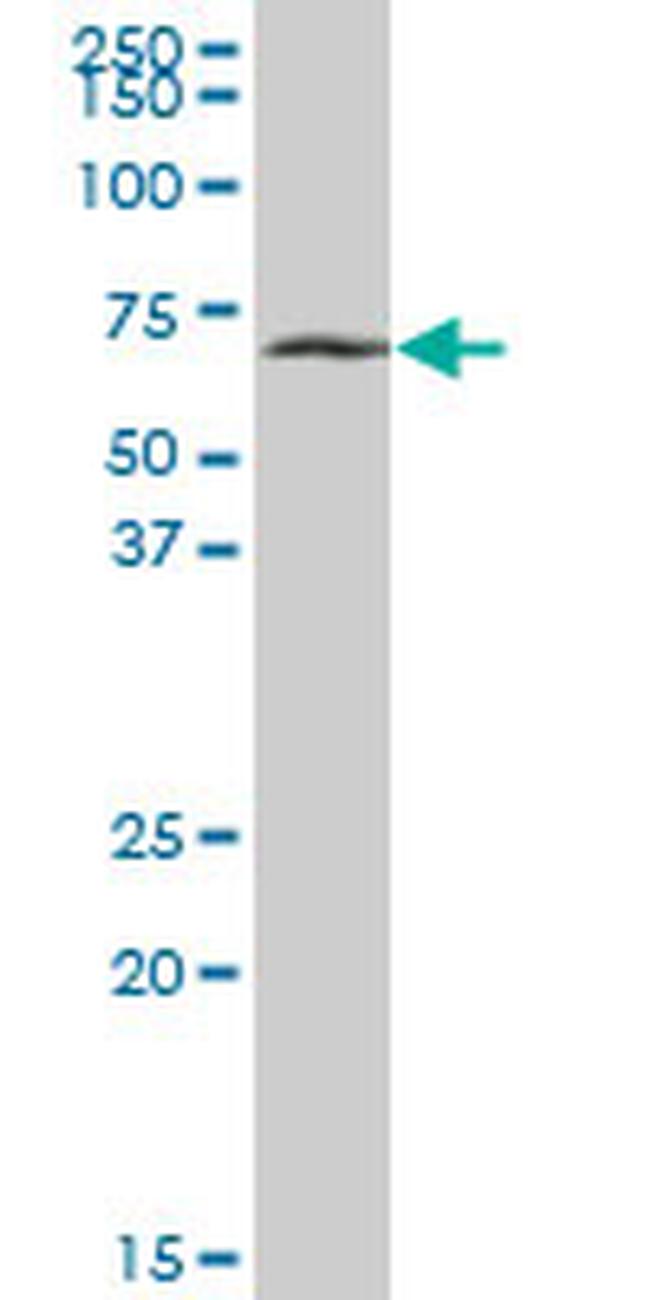 SLC38A3 Antibody in Western Blot (WB)