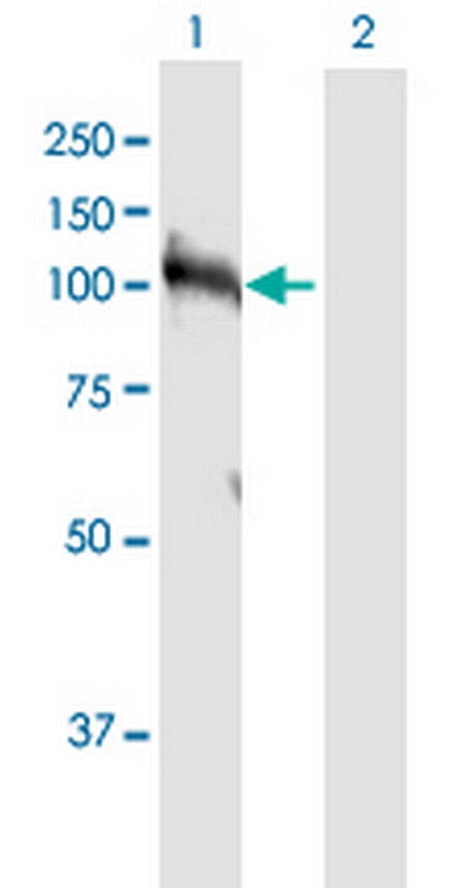 HNRNPUL1 Antibody in Western Blot (WB)