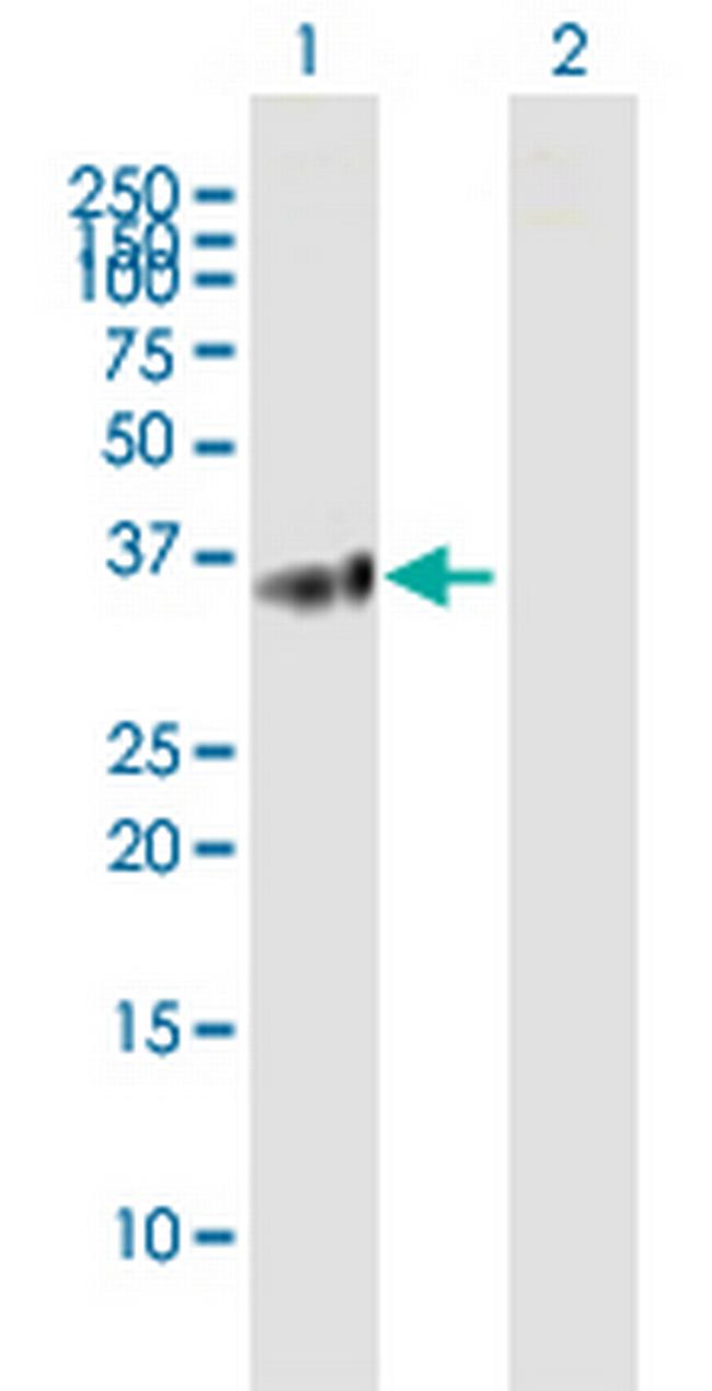 BTN3A2 Antibody in Western Blot (WB)