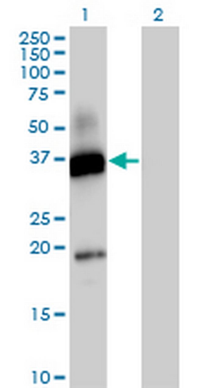 CD300A Antibody in Western Blot (WB)