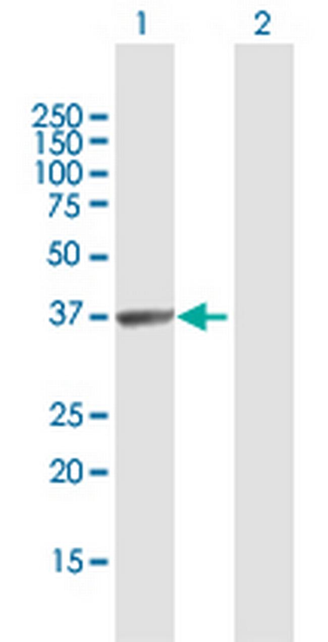 HABP4 Antibody in Western Blot (WB)