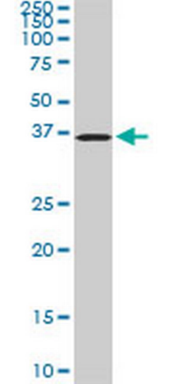 POMZP3 Antibody in Western Blot (WB)