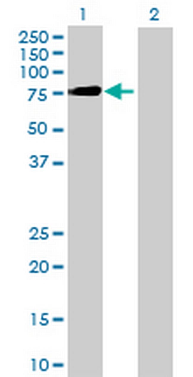 KIF1B Antibody in Western Blot (WB)