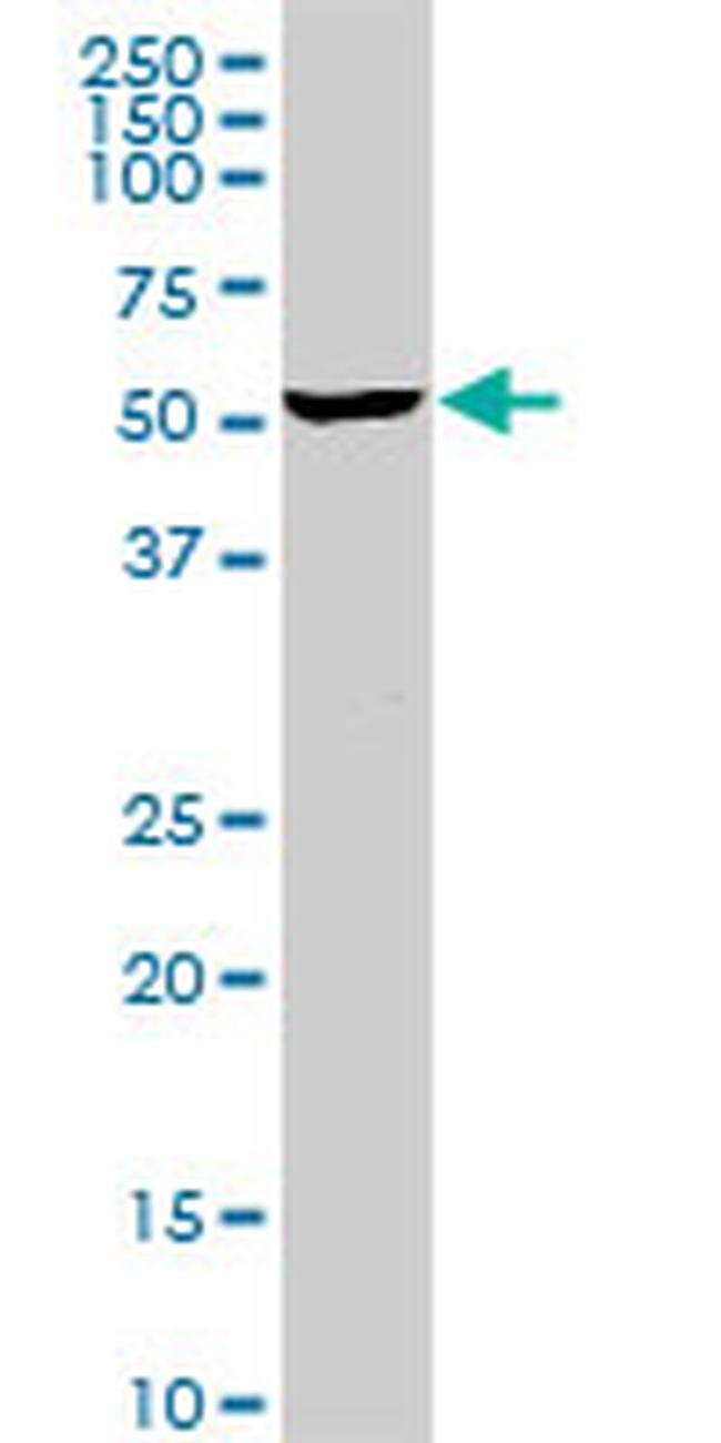 MGRN1 Antibody in Western Blot (WB)