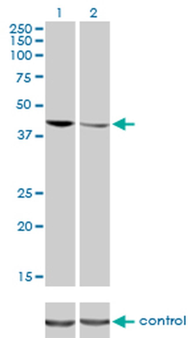TARDBP Antibody in Western Blot (WB)